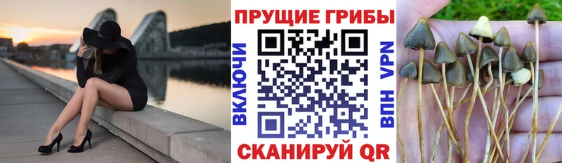 Псилоцибиновые грибы Psilocybine cubensis Озёры